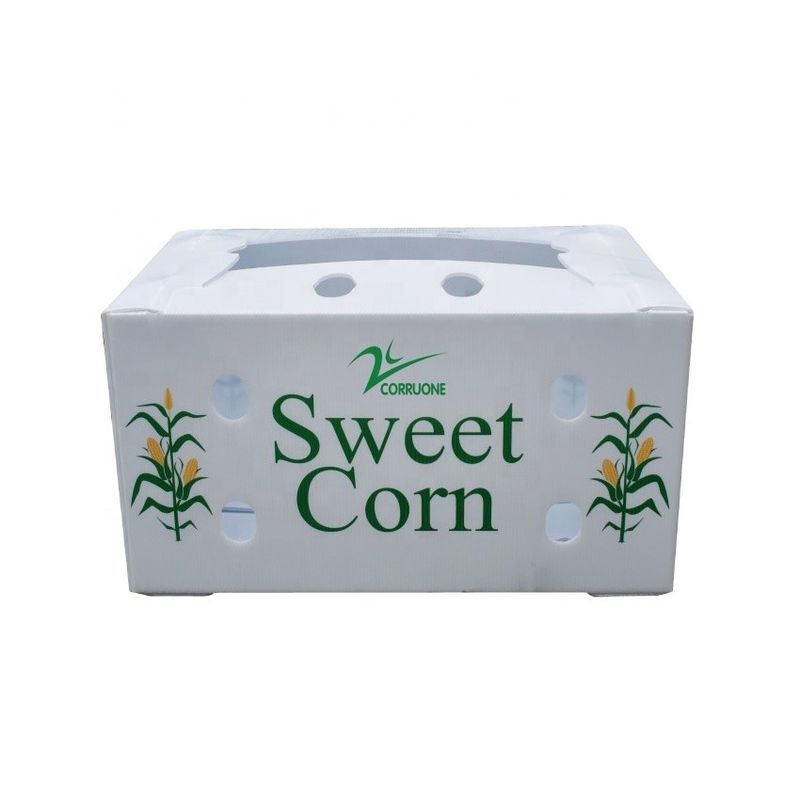 Fabrica OEM Produce caja corrugada de plástico de PP para maíz dulce fresco brócoli berenjena caja de jengibre
