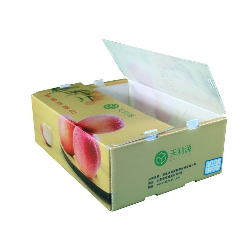 Corruone Polípropileno plegable impermeable de plástico corrugado Frutas y verduras Espargos / jengibre / taro / okra Caja de embalaje