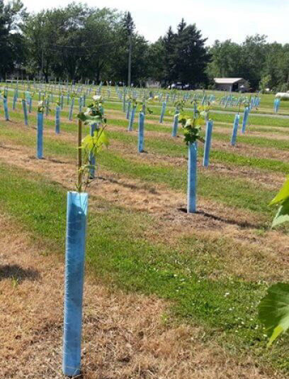 protectores del tronco de Green Plastic Tree del guardia del árbol de 1.5m m PP Corflute