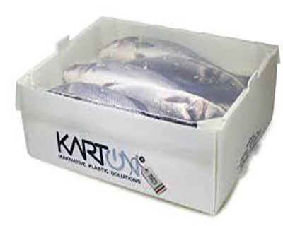 Corruone PP polipropileno 5 KG y 10 KG Cajas de embalaje de carne o mariscos congelados impermeables personalizadas Cajas de mariscos de plástico corrugado