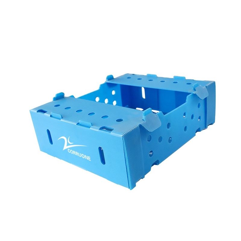 cajas plásticas de 5m m 6m m Correx PP para las frutas y verduras