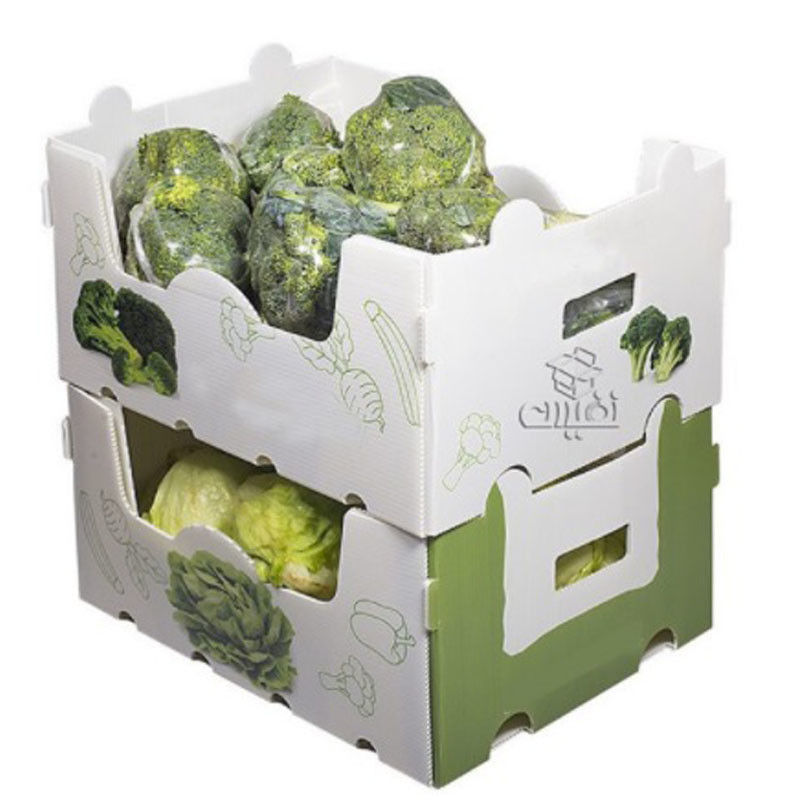 cajas plásticas de 5m m 6m m Correx PP para las frutas y verduras