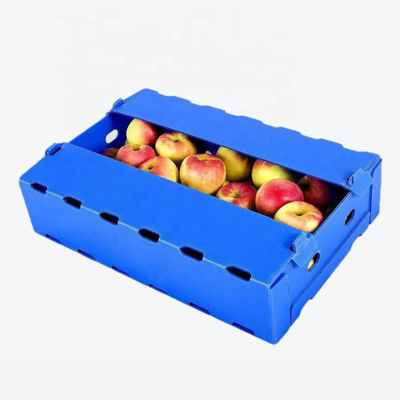 cajas plásticas de 5m m 6m m Correx PP para las frutas y verduras