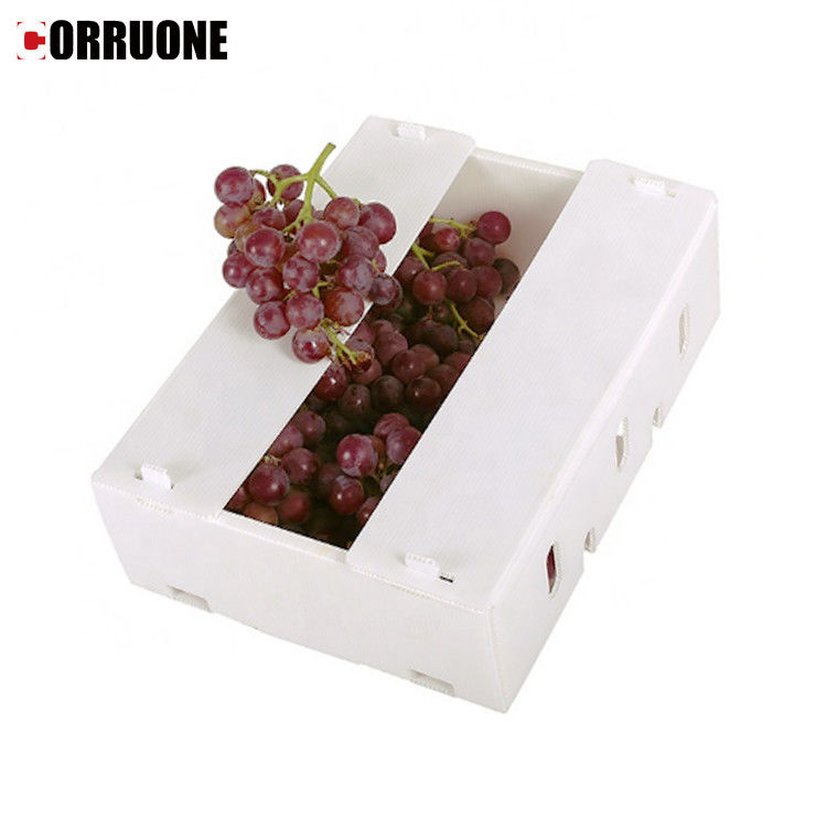 Caja de plástico corrugado de PP para hortalizas y frutas Caja de maíz, brócoli y agricultura Caja de embalaje