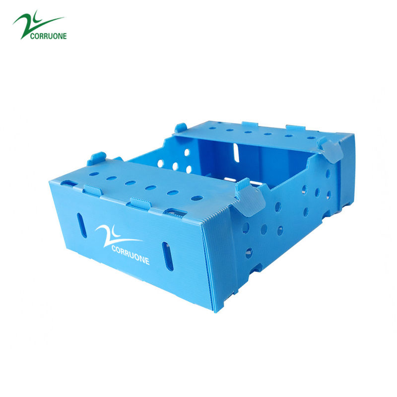 Caja de plástico corrugado de PP para hortalizas y frutas Caja de corflute correx de maíz brócoli y agricultura Caja de embalaje