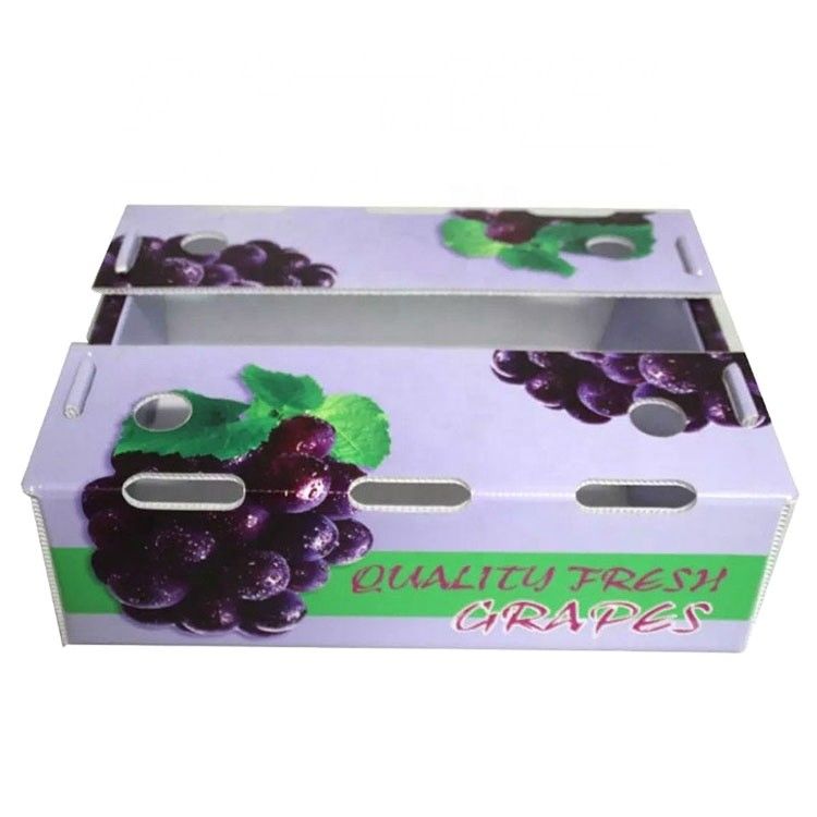 Caja acanalada del panal de las cajas de almacenamiento de Corflute del bróculi para las frutas