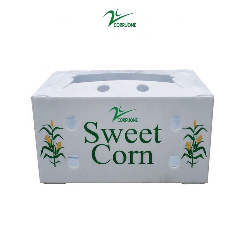 Caja acanalada del panal de las cajas de almacenamiento de Corflute del bróculi para las frutas