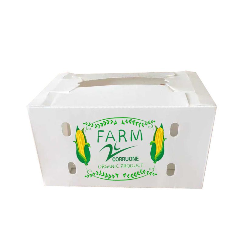 Corruone Polípropileno plegable impermeable de plástico corrugado Frutas y verduras Espargos / jengibre / taro / okra Caja de embalaje