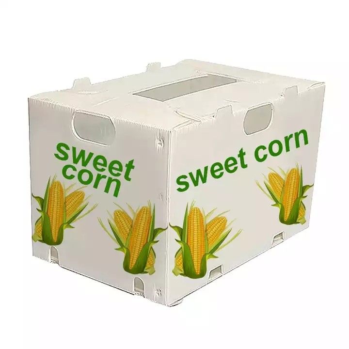 Corruone China Fabricante Material de polipropileno de PP Correx Coreflute Cajas de plástico corrugado Frutas plegables