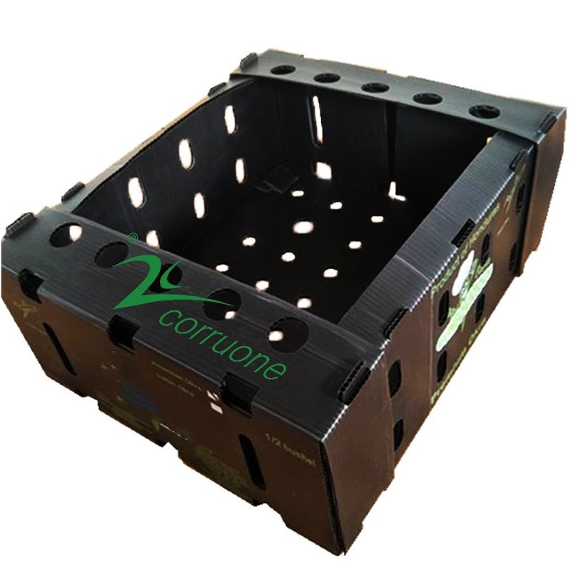 Caja plegable de polipropileno corrix de PP corruone de frutas y verduras frescas