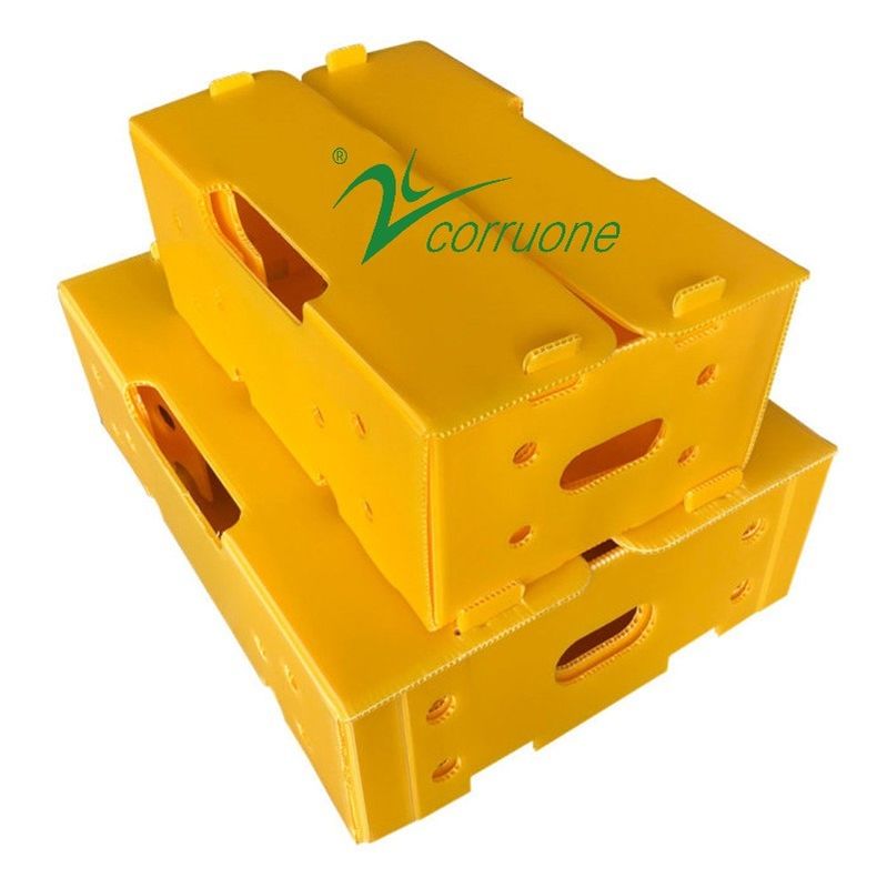 Corruone impermeable Frutas y hortalizas Embalaje de cartón de PP plástico Uvas Cajas de embalaje Cajas de plástico de brócoli Cajas de jengibre ondulado