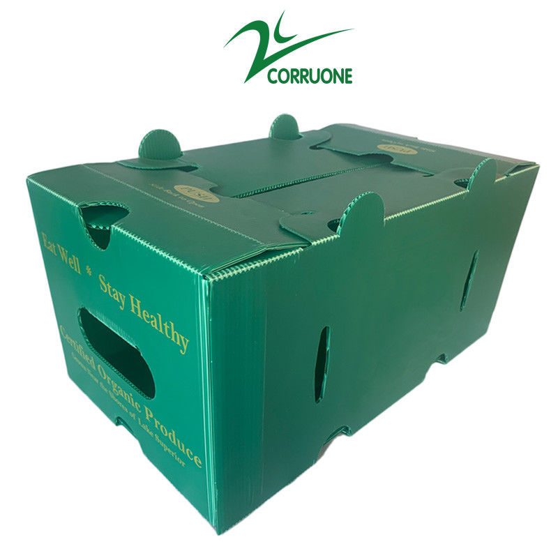 Corruone impermeable Frutas y hortalizas Embalaje de cartón de PP plástico Uvas Cajas de embalaje Cajas de plástico de brócoli Cajas de jengibre ondulado