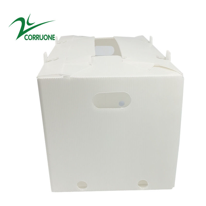 cajas plásticas acanaladas plegables huecos de Coroplast Correx del cartón de 2mm-11m m