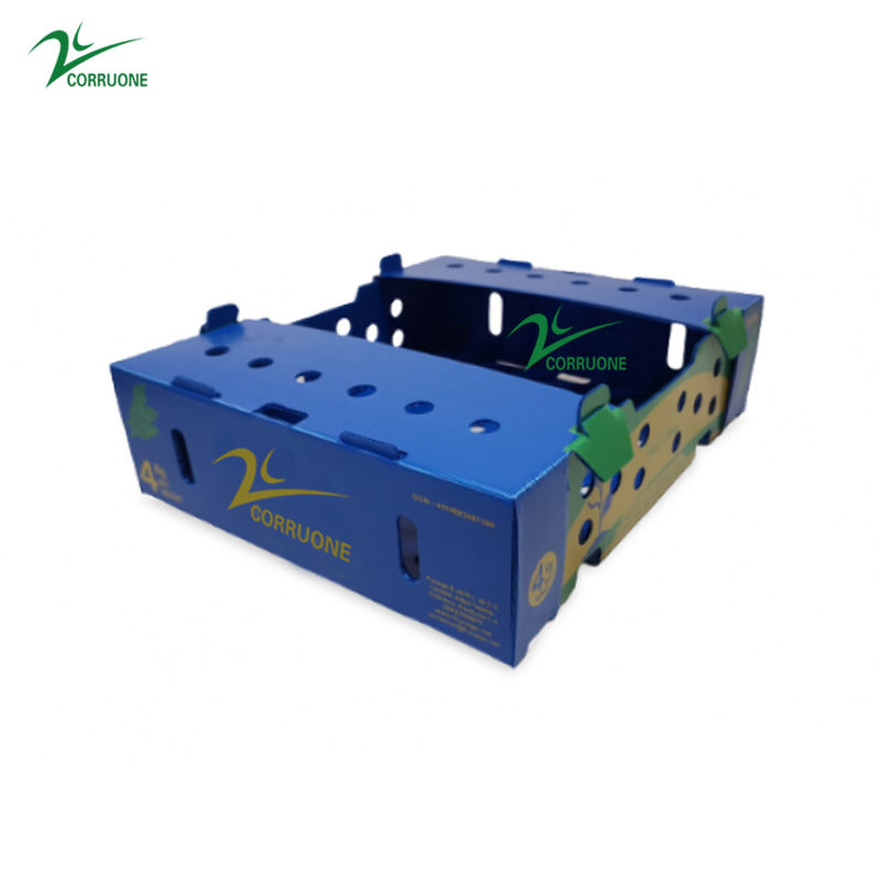 Corriflute negro da fruto las cajas acanaladas acanaló los contenedores de almacenamiento plásticos