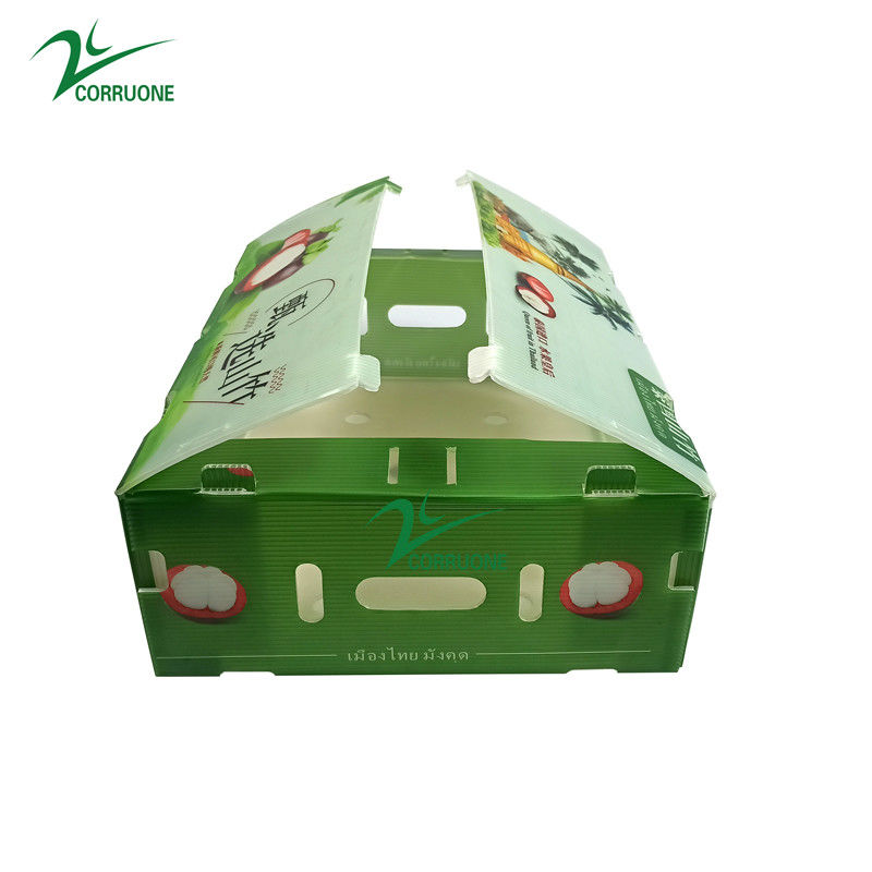 Caja de plástico corrugado de PP para hortalizas y frutas Caja de Corflute correx de maíz brócoli y agricultura Cajas de embalaje