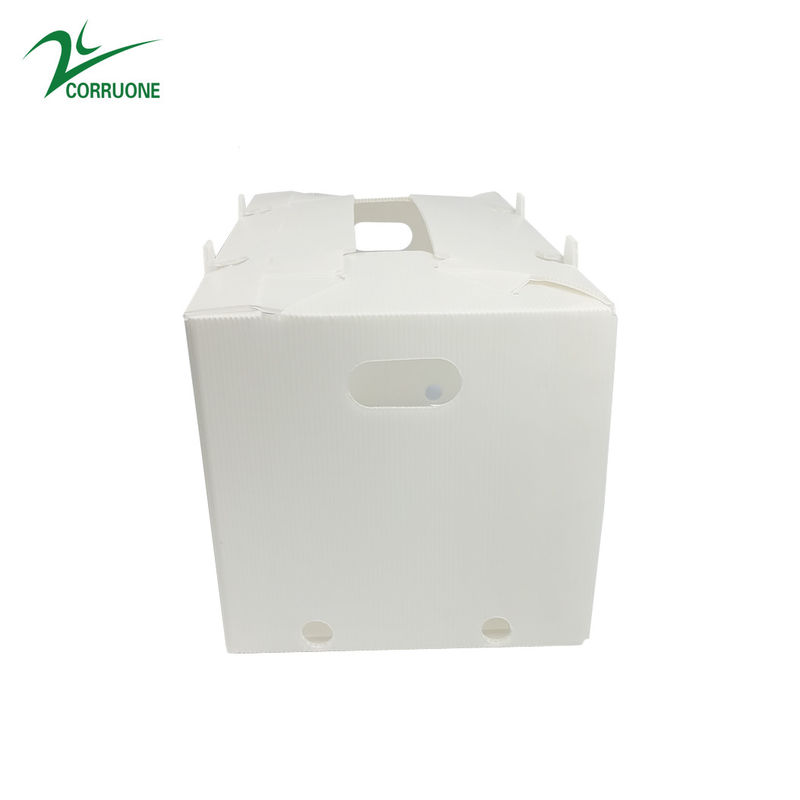 La aduana acanalada de las cajas de la fruta de Correx acanaló las cajas plásticas para el maíz