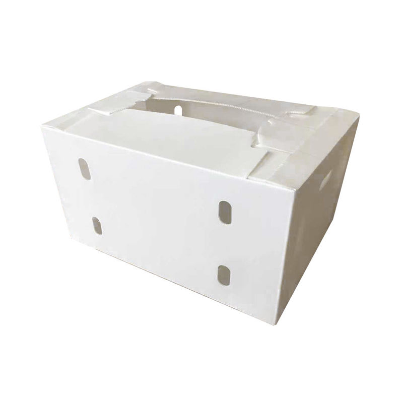 Caja de fruta de Correx Caja de plástico corrugado de PP para vegetales y agricultura Caja de embalaje
