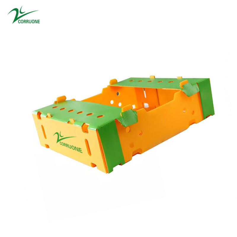 cajas de almacenamiento de empaquetado de Coroplast del mango de las cajas de Correx del espárrago de 6m m 8m m