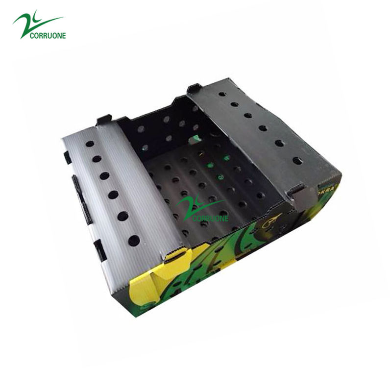 cajas de almacenamiento de empaquetado de Coroplast del mango de las cajas de Correx del espárrago de 6m m 8m m