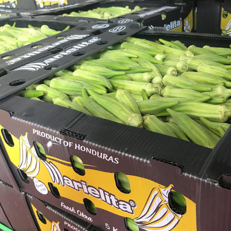 cajas de almacenamiento de empaquetado de Coroplast del mango de las cajas de Correx del espárrago de 6m m 8m m