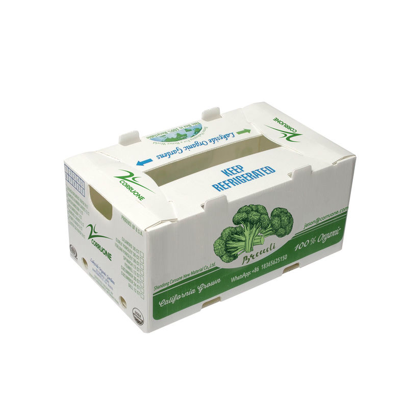 Fabrica OEM Produce caja corrugada de plástico de PP para maíz dulce fresco brócoli berenjena caja de jengibre
