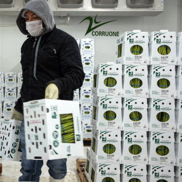personalizamos cajas de almacenamiento de verduras y frutas de plástico plegable de color PP Correx Corflute Coroplast reciclable