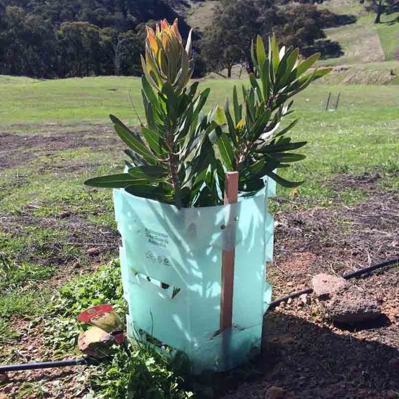 Los PP acanalaron protectores plásticos del tronco de Corflute Plastic Tree del guardia del árbol