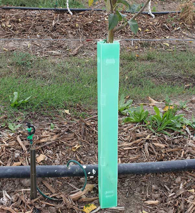Eco PP acanaló la prenda impermeable plástica de Green Corflute Guards del guardia del árbol